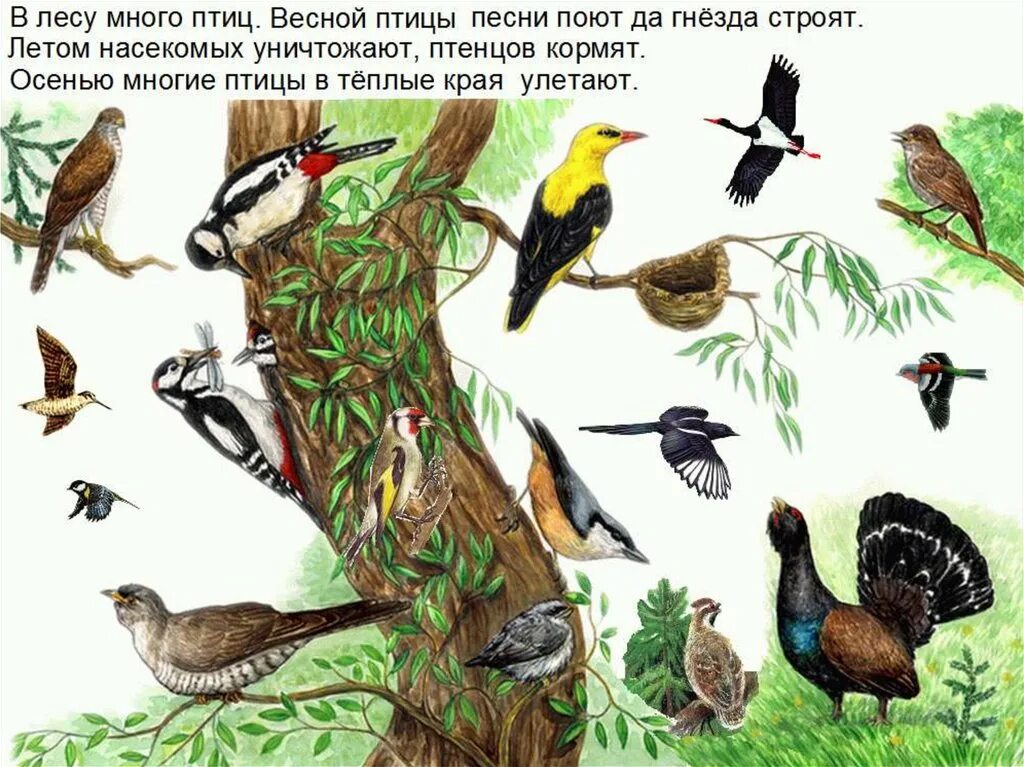 Каких птиц и насекомых. Птицы тайги. птицы обитающие в тайге. птицы обитающие в лесах россии. птицы в таежных лесах.