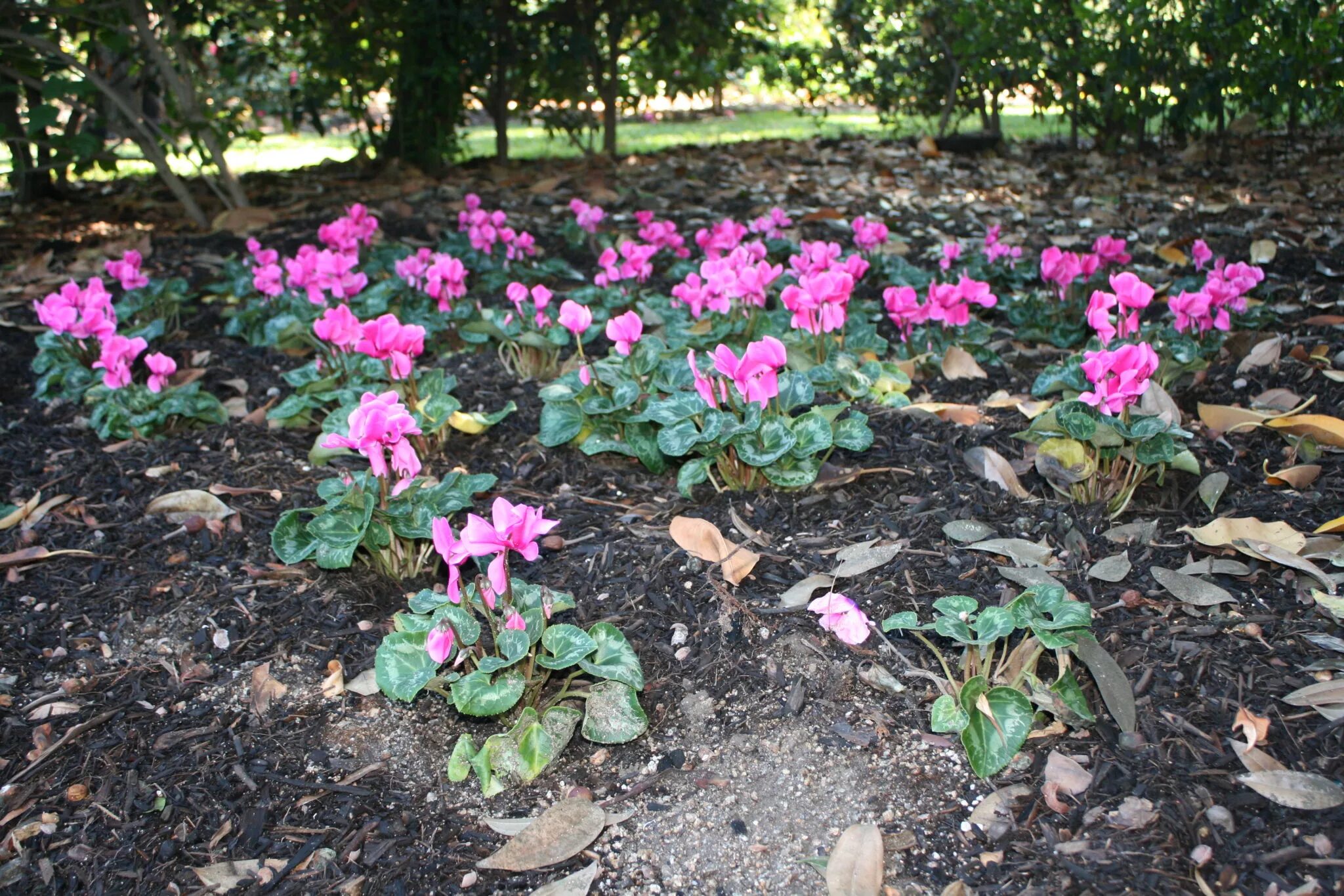 Можно ли цикламен высаживать в открытый грунт. Цикламен косский. Цикламен киликийский. Можно ли цикламен высаживать в открытый грунт. Цикламен дикий лесной.