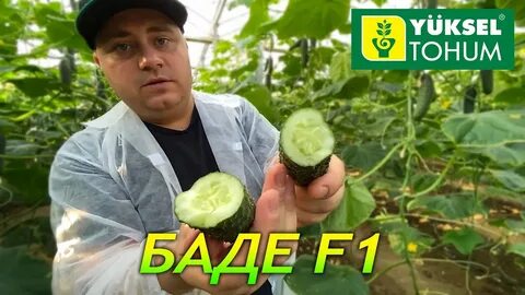 Видео баде