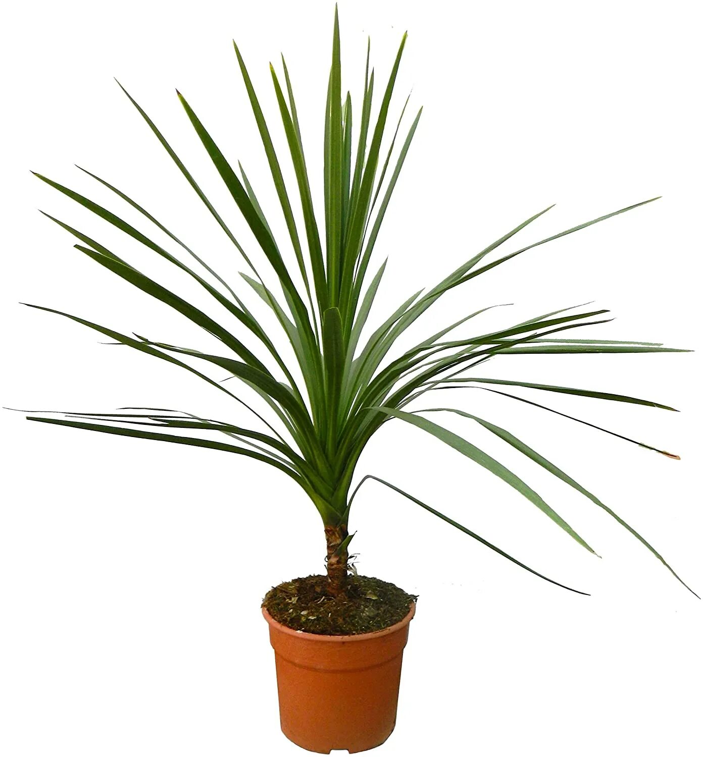 Драцена очень. Кордилина южная. драцена cordyline. кордилина южная cordyline australis. драцена кордилина.