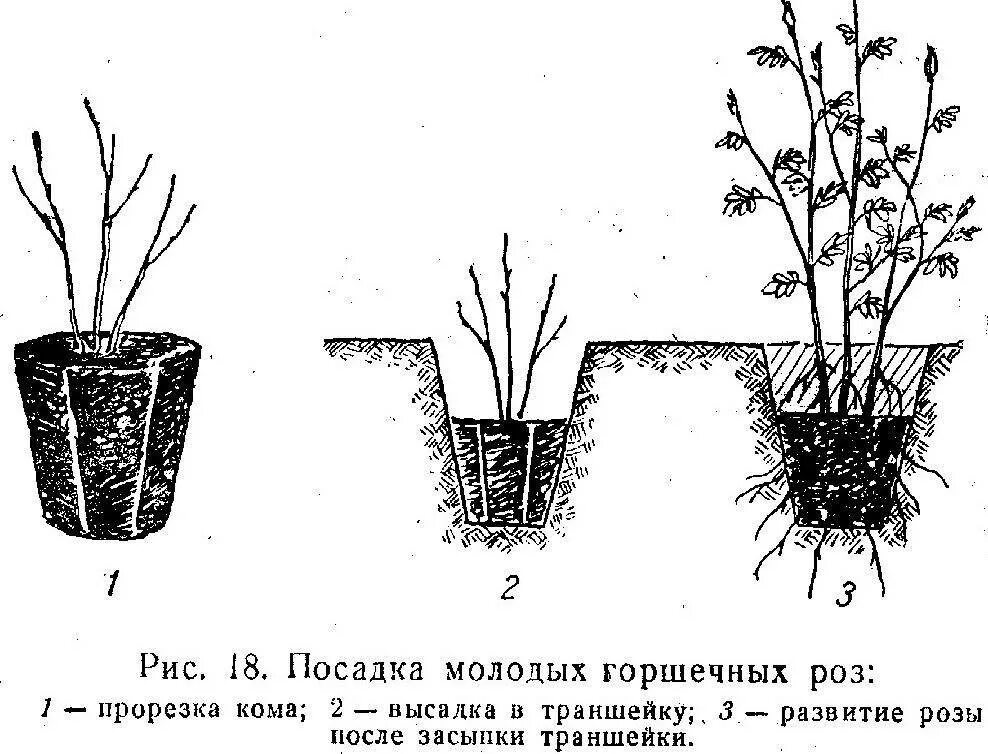 Как посадить голос. Правильная посадка плетистой розы. Посадка чайно гибридных роз. Посадка чайно гибридных роз с закрытой корневой системой. Посадка роз флорибунда весной.