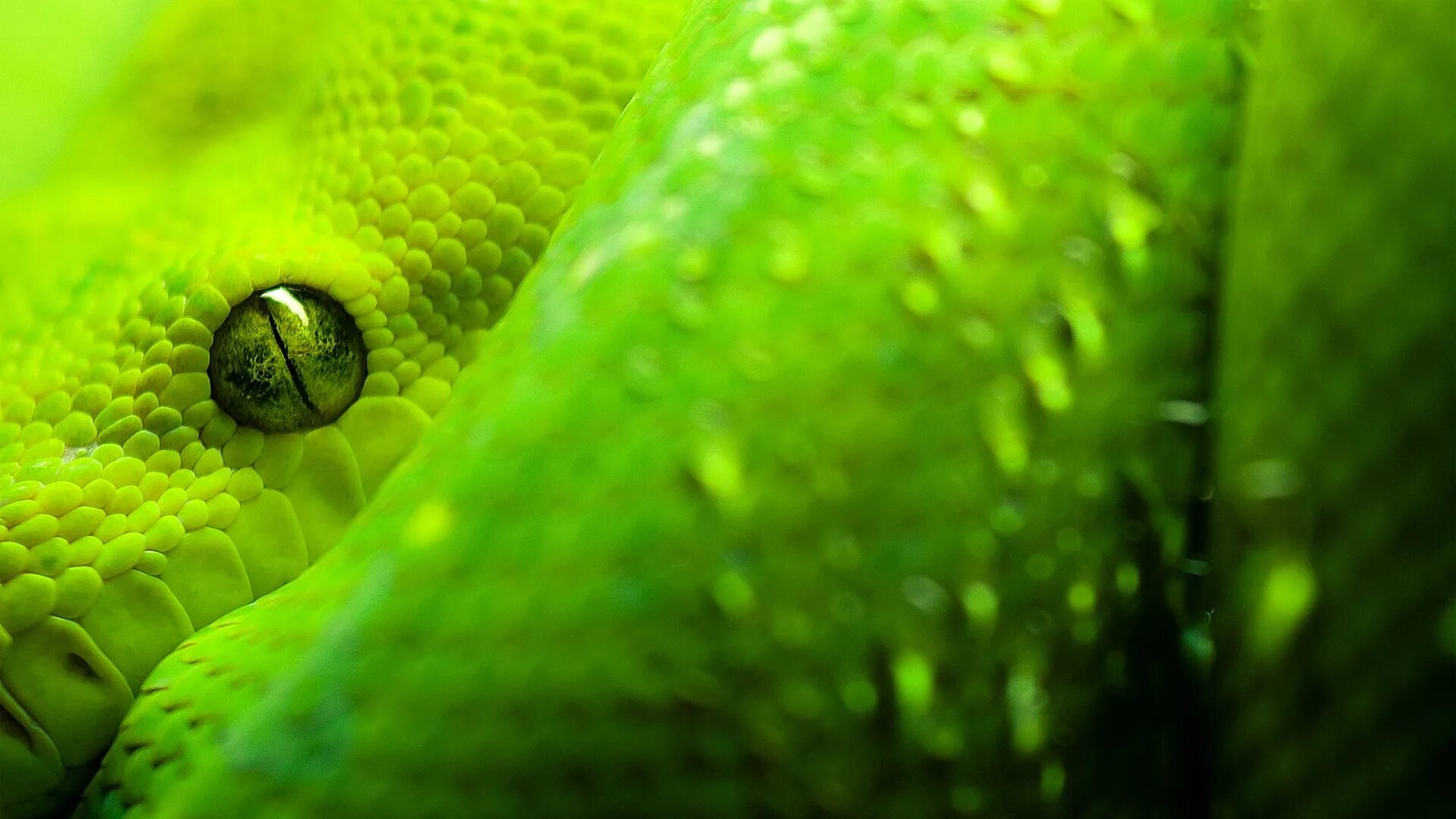 Snake x. Зеленый питон красный. Зеленая мамба (Африканский изумрудный гигант). Зеленая змея. Серо зеленая змея.