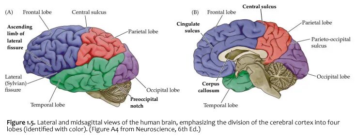 Brain area. Subcortical structures of the brain. brain structure. temporal lobe of the brain. functional anatomy of the brain.