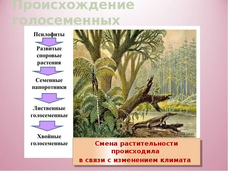 На рисунке изображен псилофиты вымершие растения используя. Происхождение голосеменных. появление голосеменных эра. псилофиты семенные папоротники. семенные папоротники споровые растения.