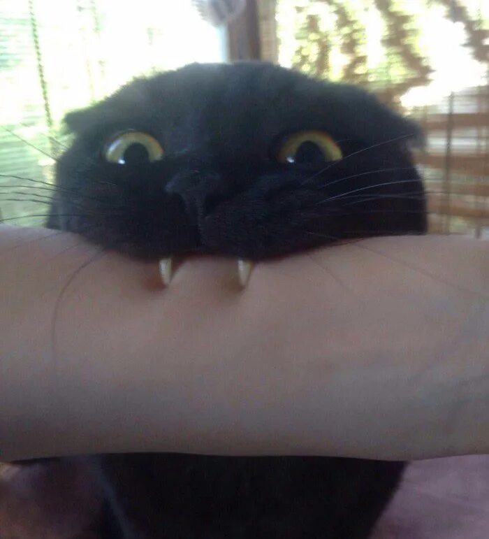 Мем укус. Кот кусает. Черный кот кусается. Кот вампир. Черный кот Кусь.