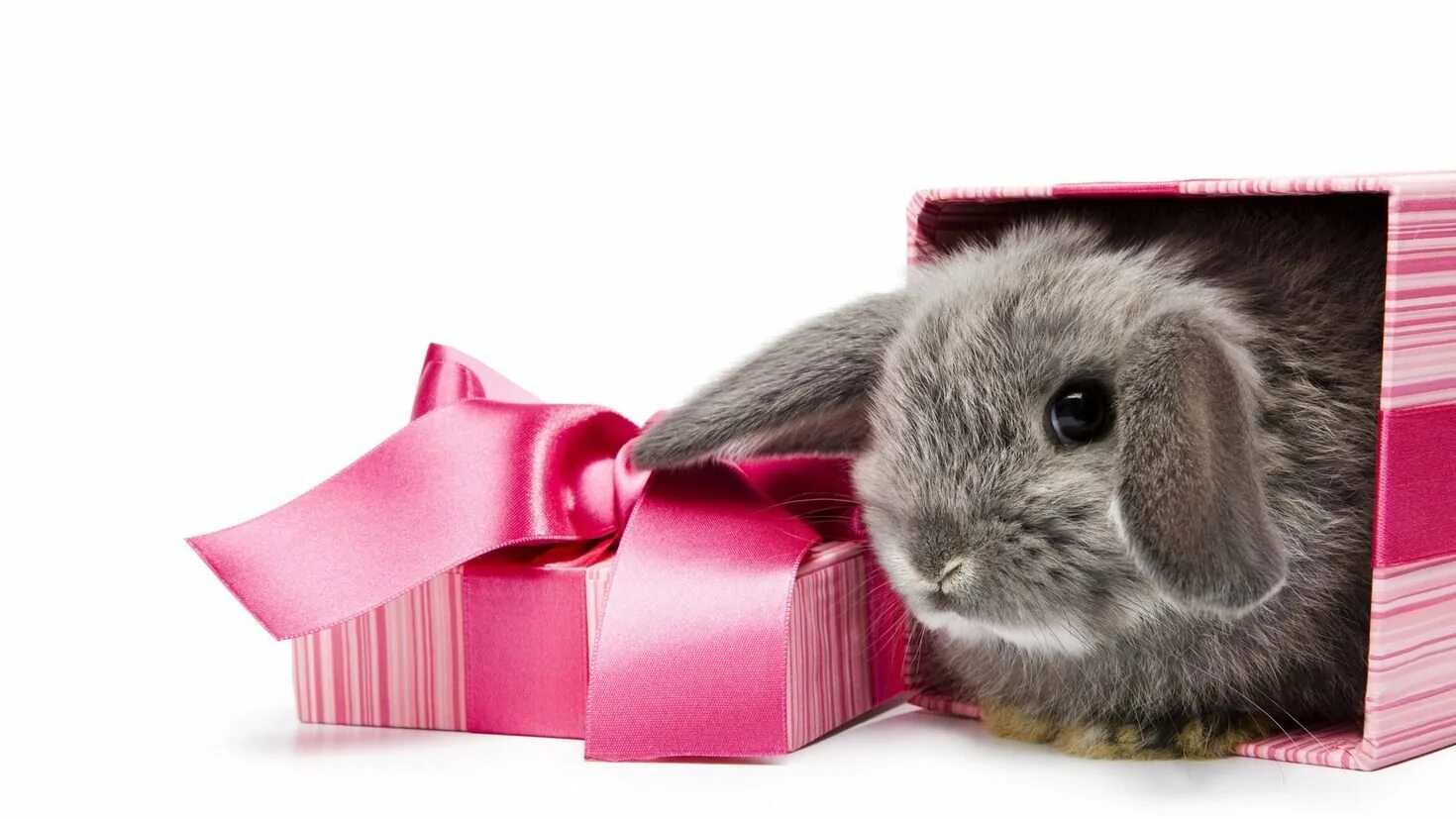 Зайки открыть. Кролик с подарком. Кролик в подарочной коробке. Кролик новый год. Кролик в коробке.