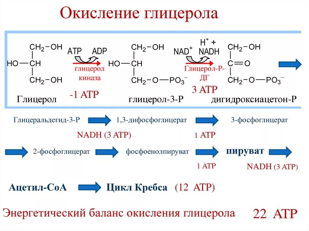 Схема окисления глицерола. Окисление глицерола до со2 и н2о схема. Реакции окисления глицерола до пирувата. Окисление глицерола до ПВК. Реакция образования глицерина