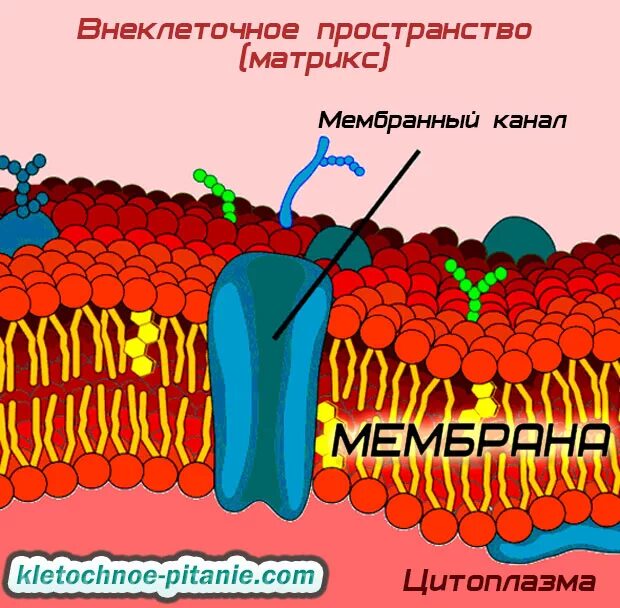 Вещества матрикса. Матрикс клеточная мембрана. строение межклеточного матрикса. межклеточная мембрана. внеклеточный матрикс кожи.
