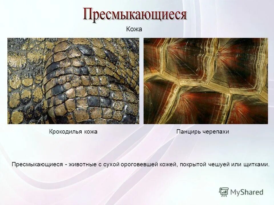 пресмыкающиеся кожный покров. кожа пресмыкающихся сухая покрыта чешуей. кожный покров крокодила. роговая чешуя крокодил. кожа пресмыкающихся сухая покрыта чешуей.