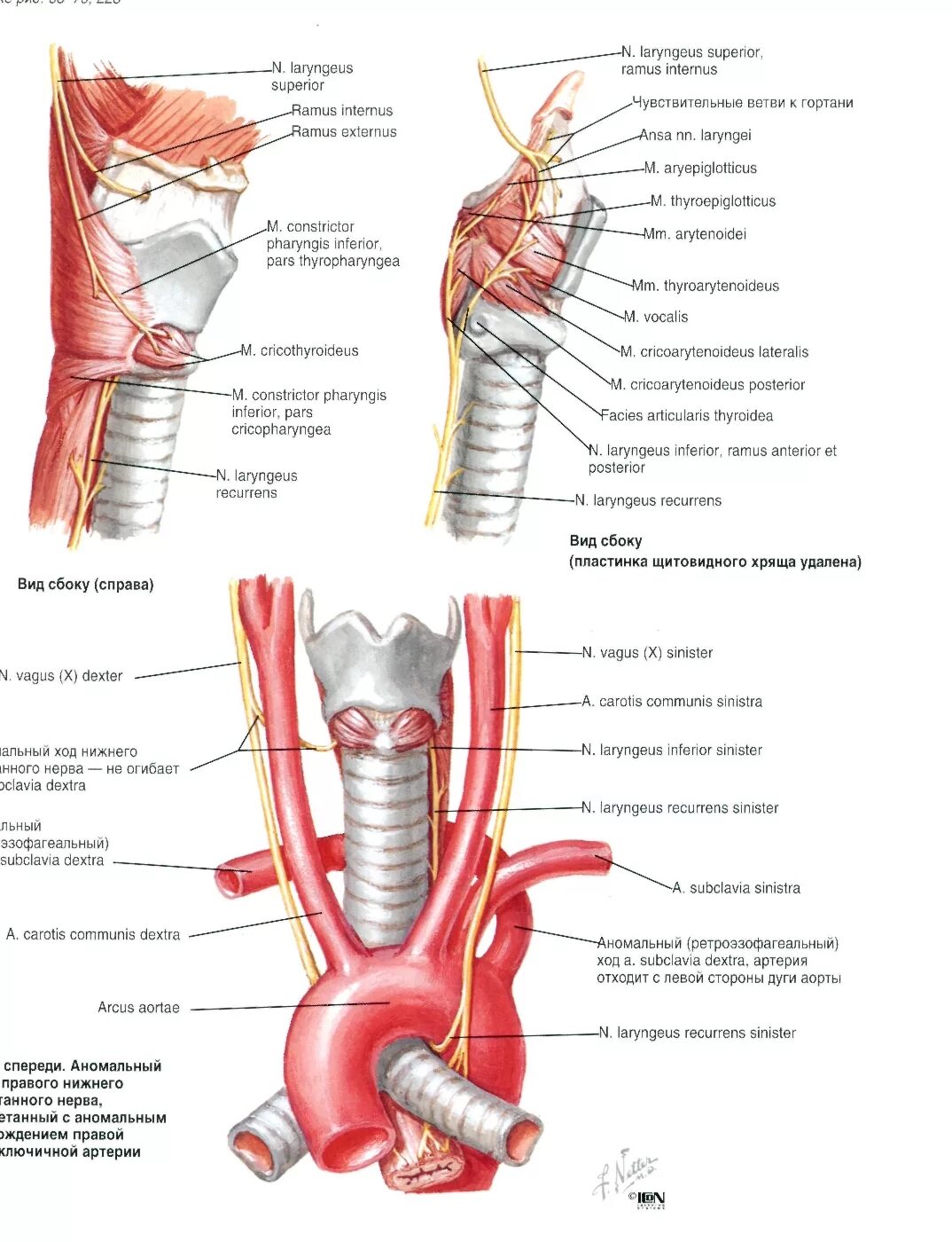 Нерв глотки. Возвратный нерв щитовидной железы анатомия. Хрящи гортани топографическая анатомия. Анатомия гортани кровоснабжение и иннервация. Иннервация щитовидной железы анатомия.