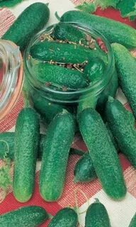 Сладкий огурец