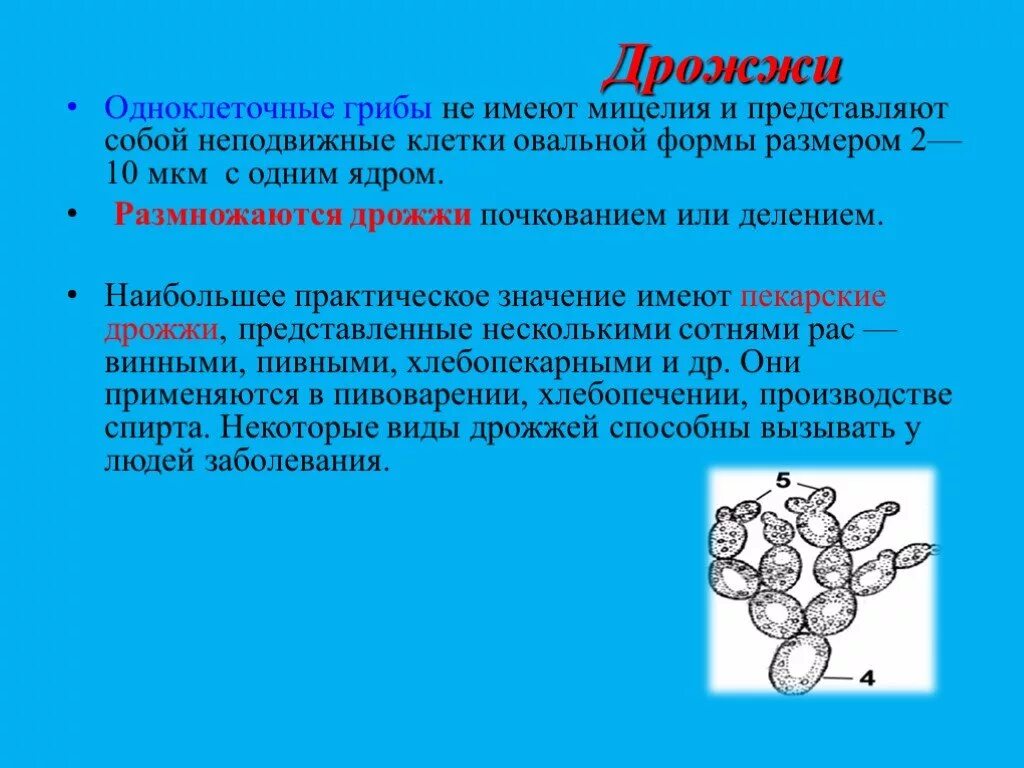 Какое значение дрожжей