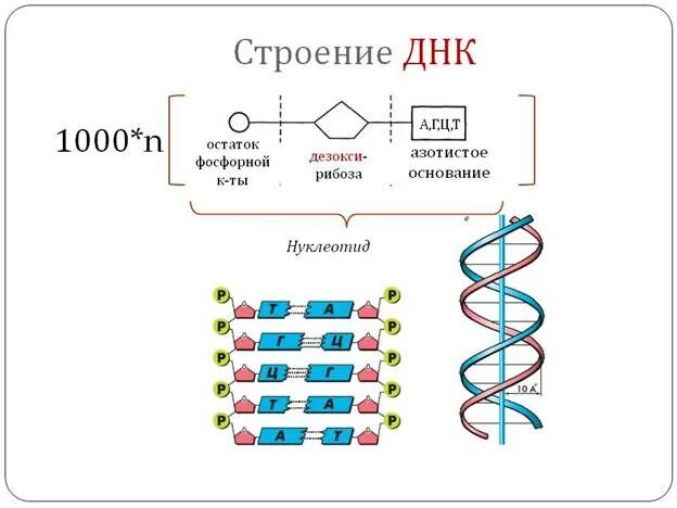 Структура нуклеиновых кислот днк. Строение нуклеиновых кислот ДНК. Схема строения нуклеиновых кислот. Нуклеиновые кислоты строение молекулы. Строение нуклеиновые кислоты ДНК схема.