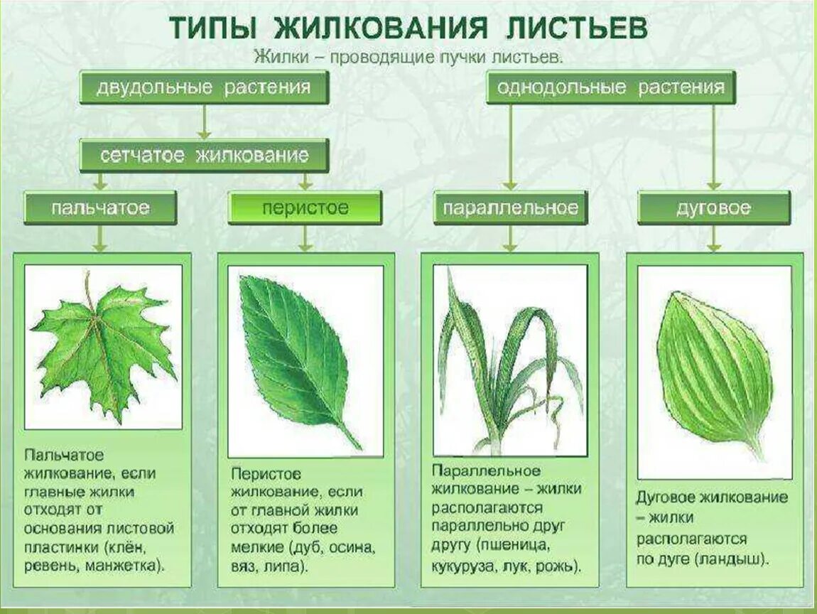 Строения листьев цветковых растений. Типы жилкования листа. типы жилкования листьев. пальчатое жилкование листьев. биология типы жилкования листа,.