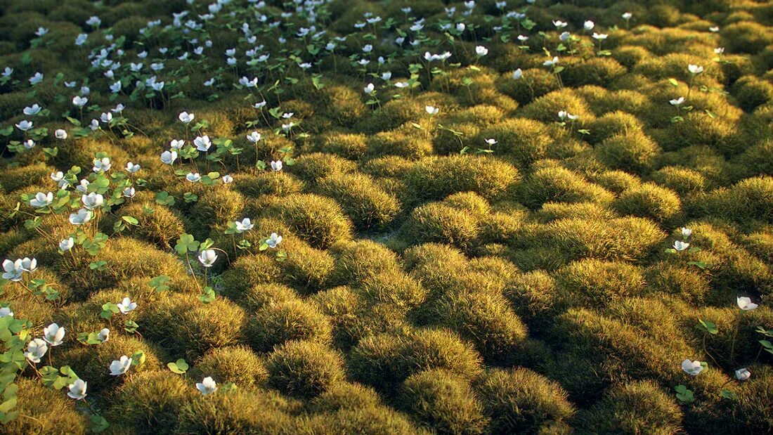 В тундре много. Тундра болота. Бореальный — субарктический. Растительный мир тундры. Внутренние воды тундры и лесотундры.