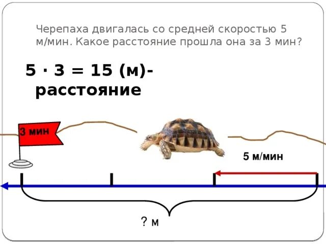 Скорость муравья м мин. Черепаха движется со скоростью. Средне скорость черепахи. Черепаха двигалась со средней скоростью. Скорость черепахи в час.