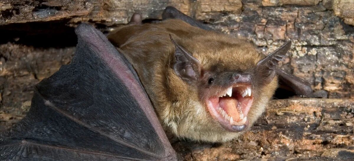 Злая летучая мышь. Летучая мышь мордочка. Злая летучая мышь. Дракула летучая мышь. Злая летучая мышь.