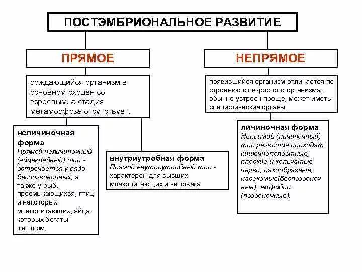 Характеристика прямого развития животных. Виды постэмбрионального развития прямое и Непрямое развитие. Характеристика прямого развития постэмбрионального развития. Характеристика постэмбрионального развития прямое и Непрямое. Типы развития прямое и Непрямое схема.