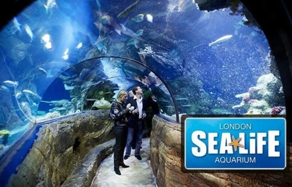 Отзыв sea life. Аквариум Sea Life.Лондон tickets. Лондонский океанариум. Лондонский аквариум в Лондоне. Лондонский зоопарк аквариум.