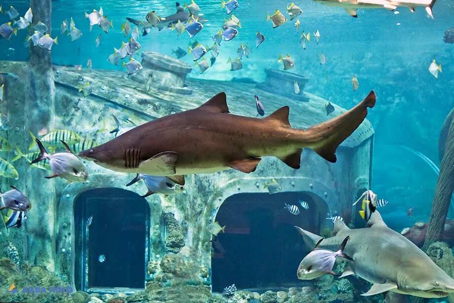 Океанариум вднх китовая акула. Большие аквариумы. Поплавать с акулами в океанариуме. Белая акула в океанариуме. Акула в аквариуме.