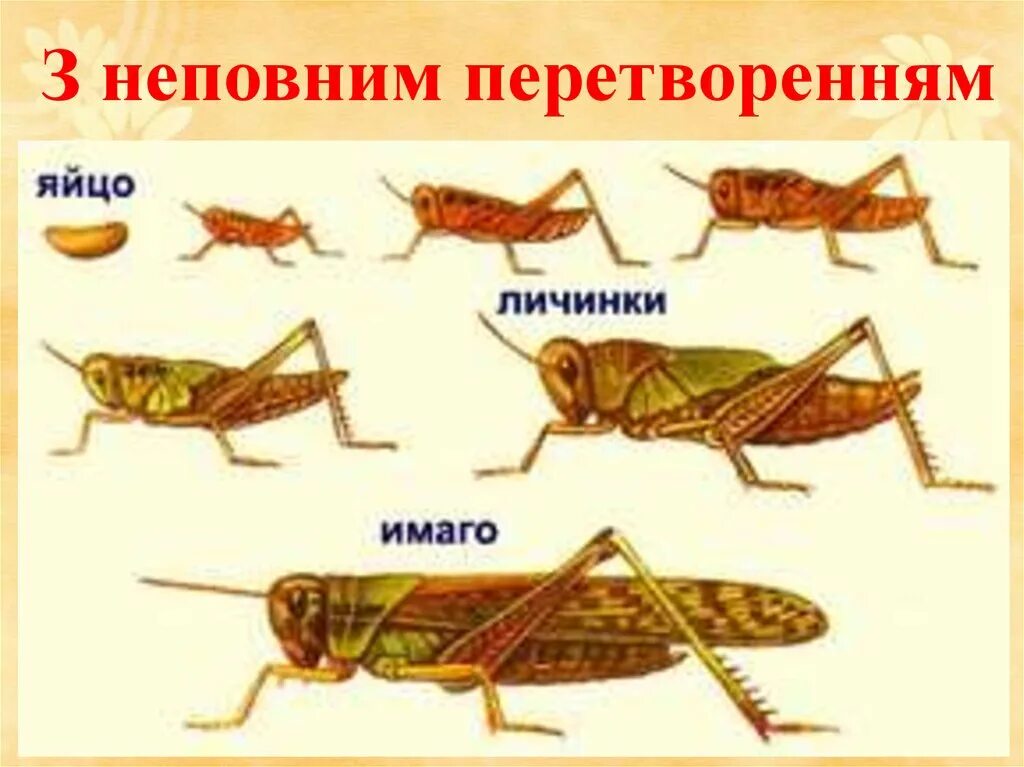 Цикл развития кузнечика схема. Размножение прямокрылых насекомых. Цикл развития саранчи. Циклы развития насекомых кузнечик.