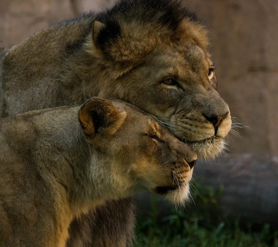 Лев и львица любовь. Собрать пары животных. Собрать пары животных. Собрать пары животных. Собрать пары животных.