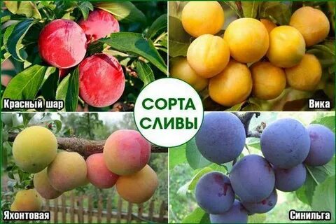 Слива вика