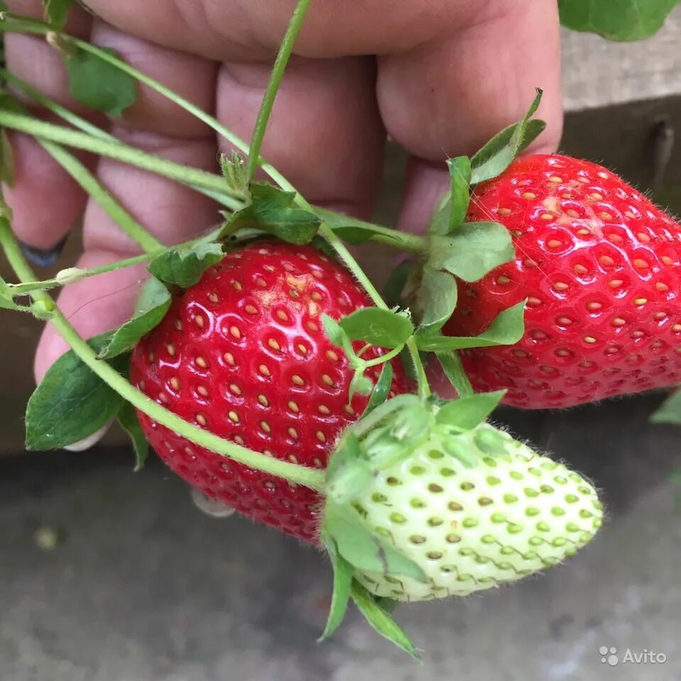 Сорт клубники априка отзывы