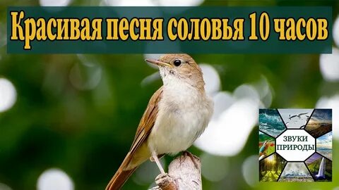 Как поет соловей слушать звук