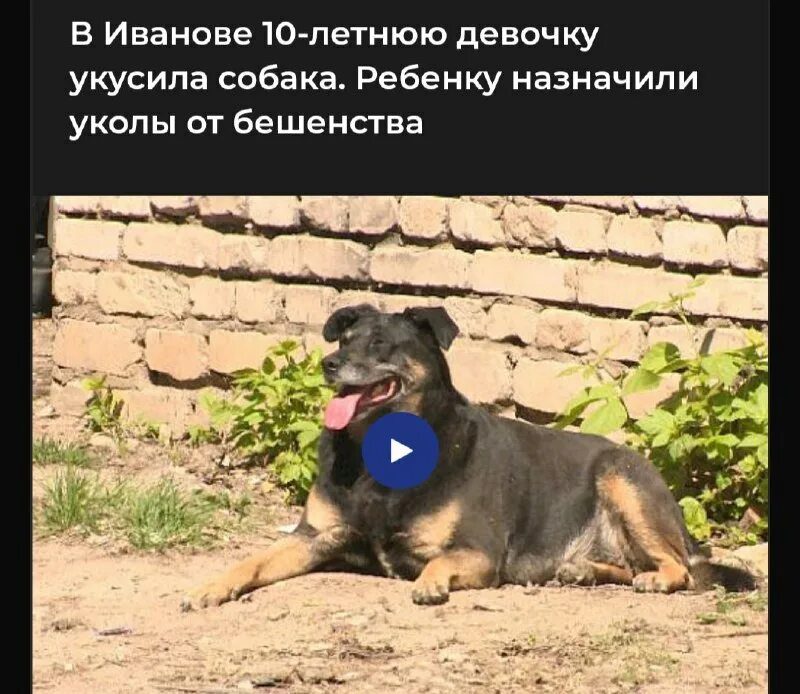 собака приходит спать.