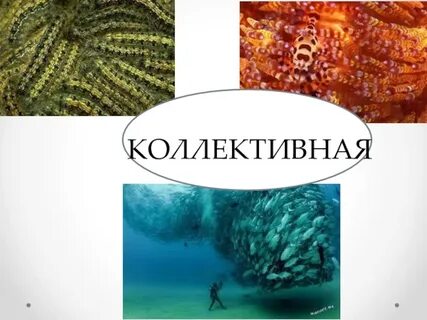 Мимикрия 1.4 1