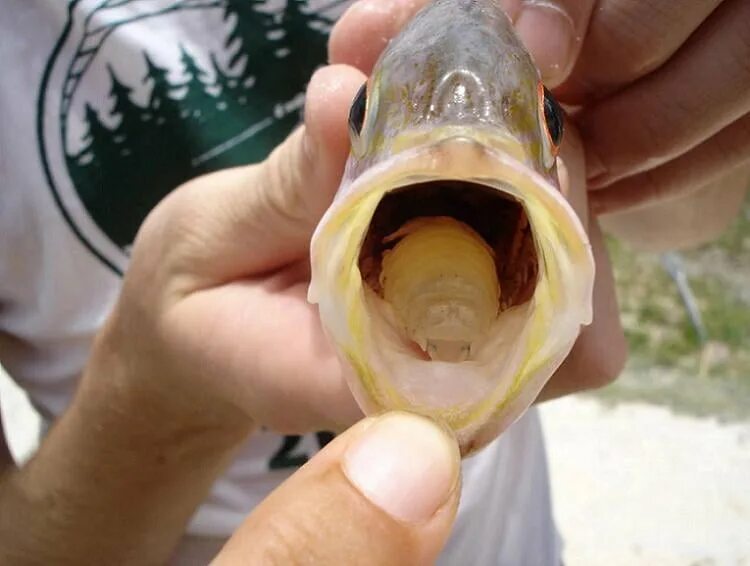 Какой рот у рыб. Мокрица-паразит Cymothoa exigua.