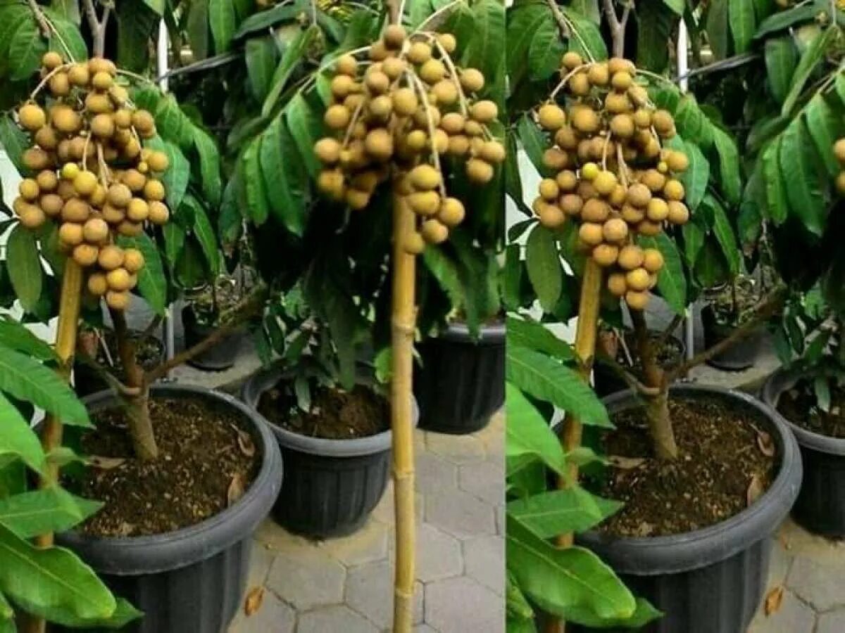 Фрукты Лонган - "Экзотический фрукт, который пророс из косточки. Лонган выращива