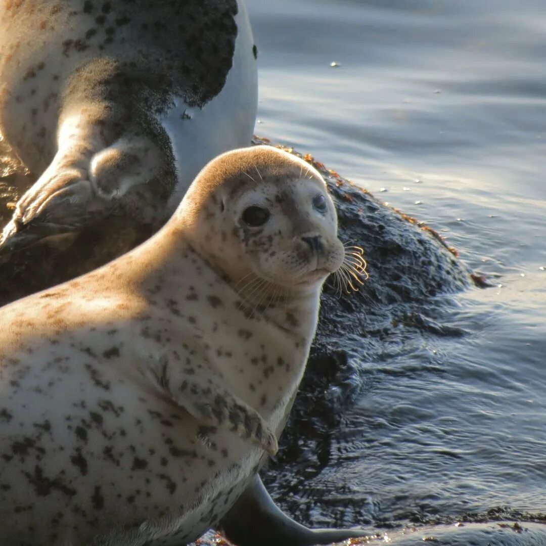 Животные охотского моря. Нерпа арктическая. Морские обитатели охотского моря. Калифорнийский морской лев. Тюлень ларга дальневосточного заповедника.