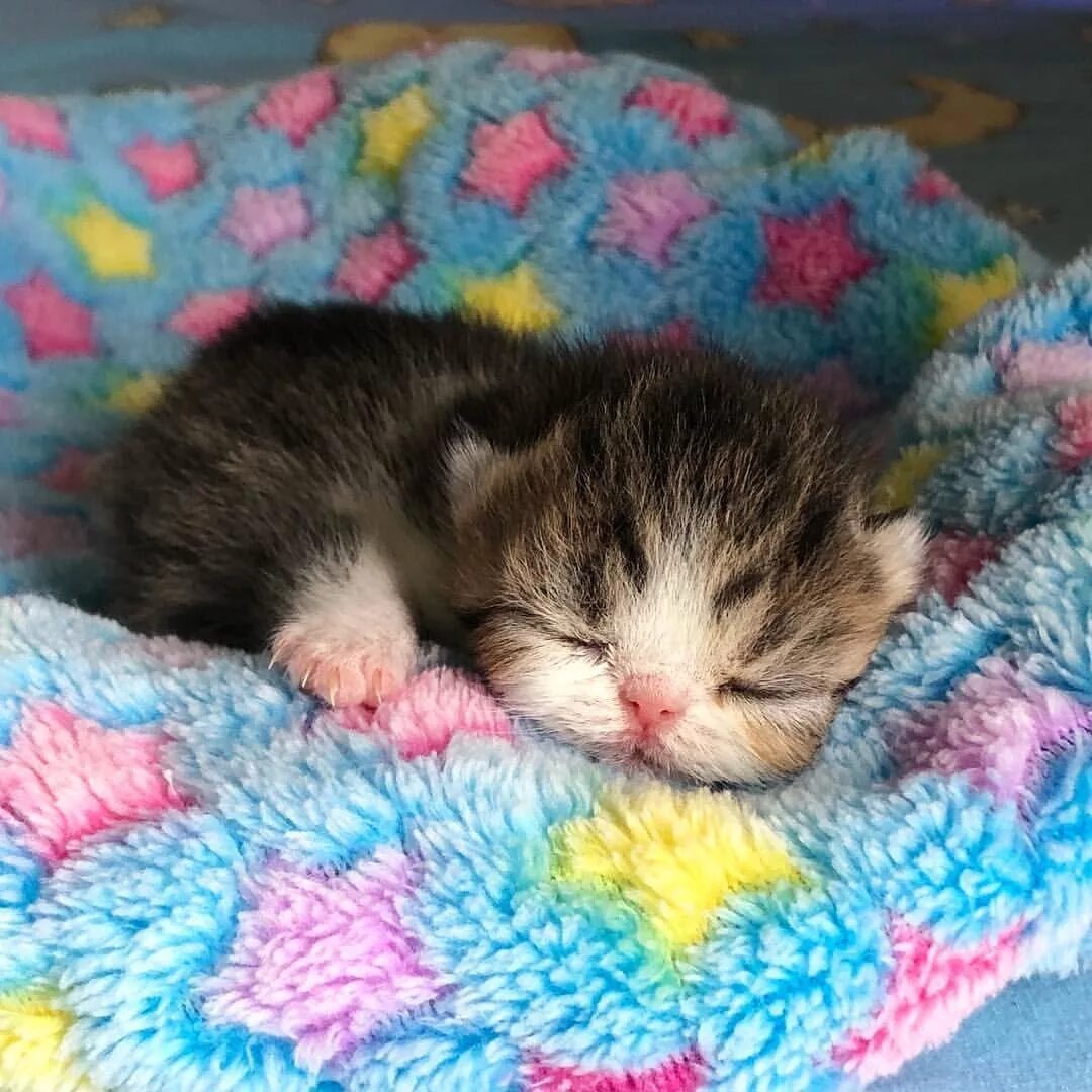 Спящий котенок. Маленький спящий котенок. маленький котенок. сонный котенок. маленький котенок спит.