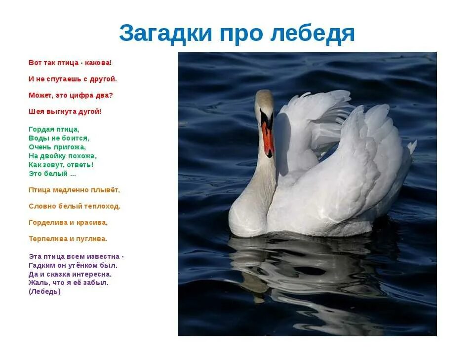 Стихи пролебидя. Загадка про лебедя. Стих о лебеде. Загадка о лебеде.