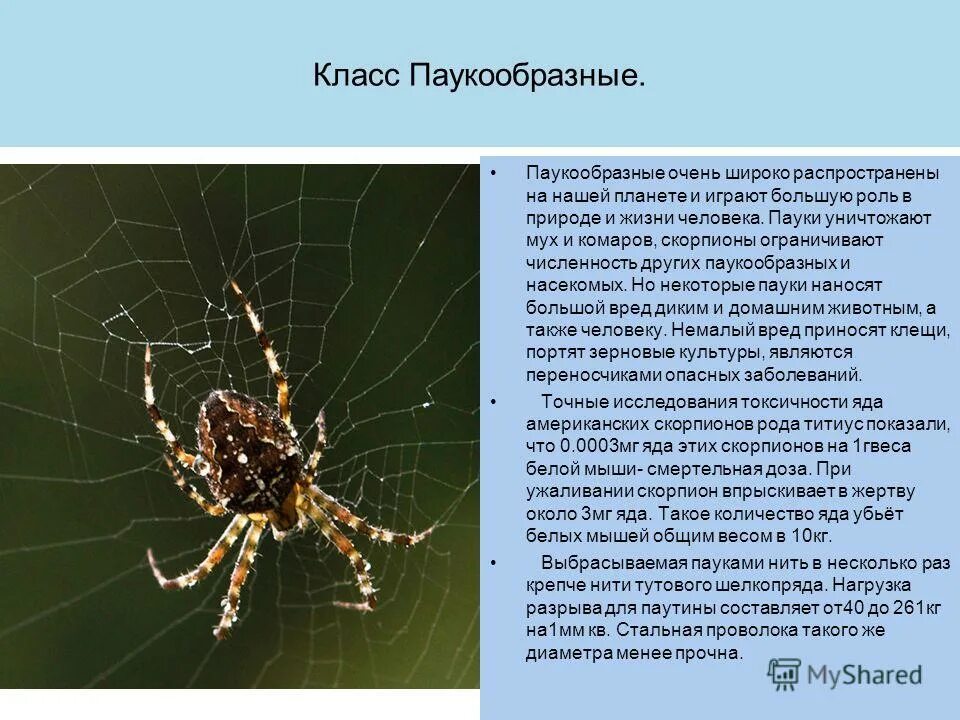 Какие есть паукообразные. Какие есть паукообразные