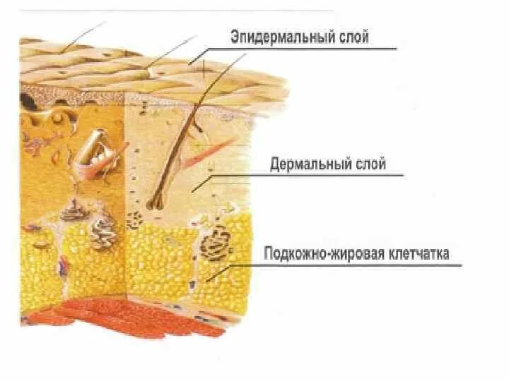Кожа и подкожная клетчатка. Строение подкожной клетчатки. Подкожная жировая клетчатка. Подкожная клетчатка состоит из.