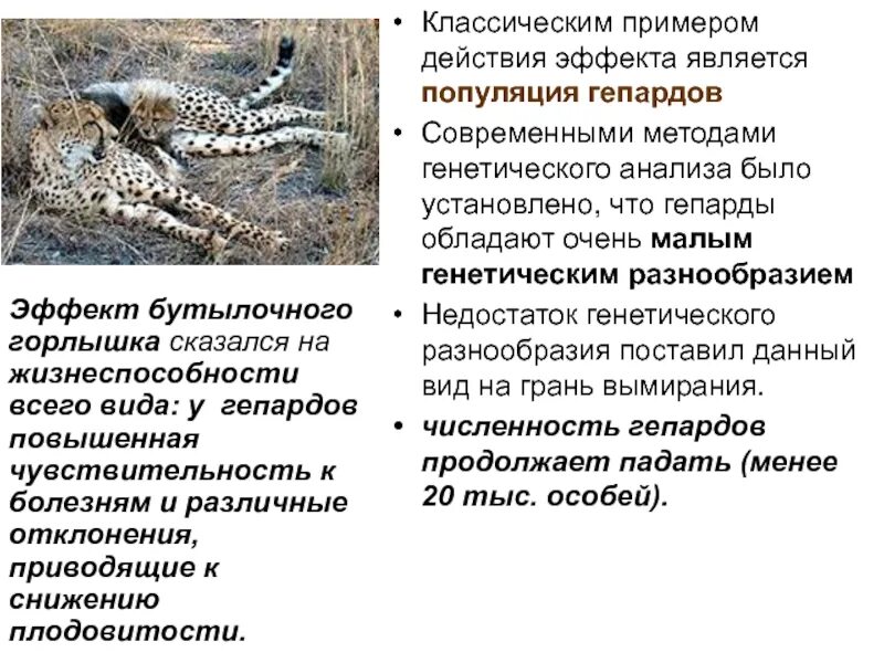 Генетическое разнообразие основа. Гепарды обладают очень малым генетическим разнообразием. мерой генетического разнообразия популяции является. генетическая структура популяции гепардов. под действием чего уменьшается генетическое разнообразие популяции?.