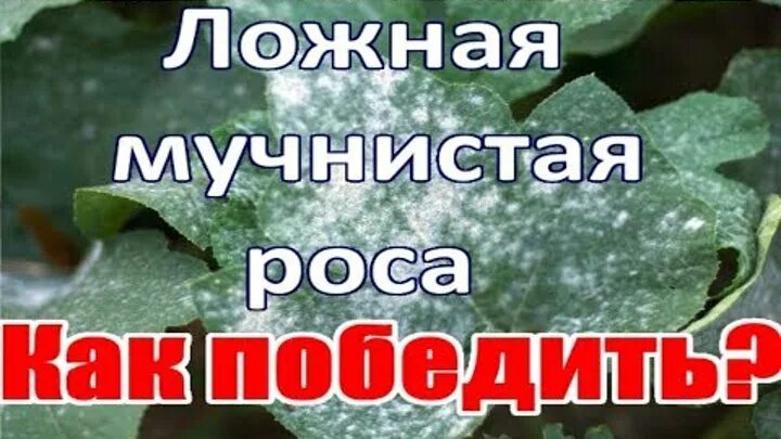 Мучнистая роса на плюще. Полив и подкормка огурцов. Содовый раствор от тли. Средство от мучнистой росы. Профилактика от мучнистой росы на огурцах.