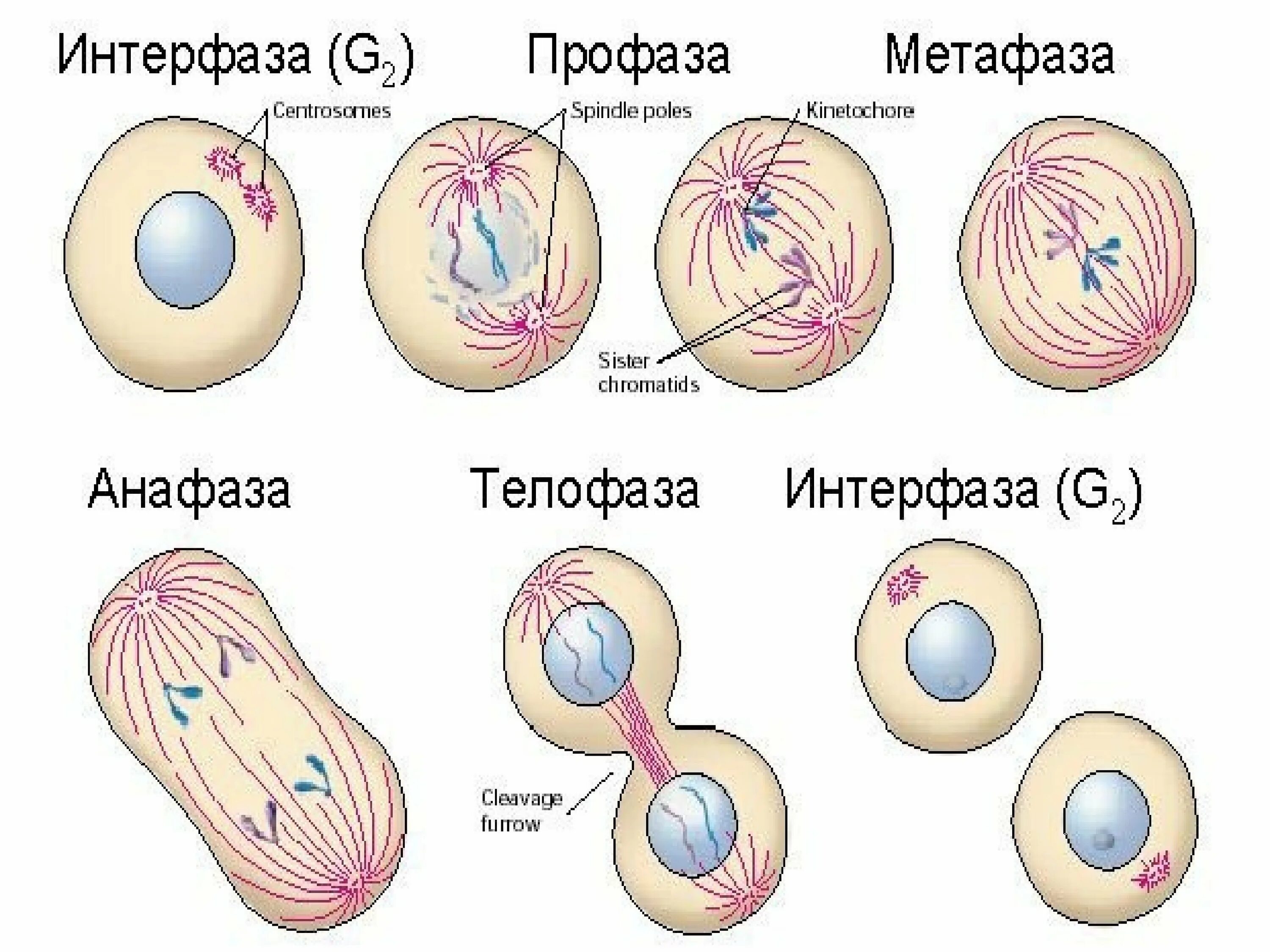 Митотическое деление клетки фазы. Фаза деления клетки профаза. Фазы митотического деления клетки. Фазы деления клетки митоз. 6 фаз деления клетки