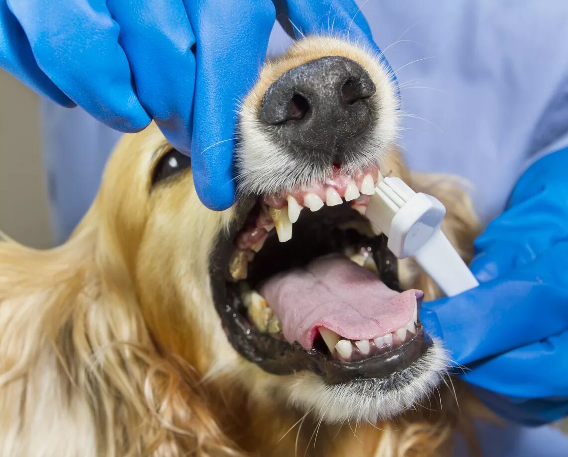 Ультразвуковая чистка зубов собаке. Исследование ротовой полости