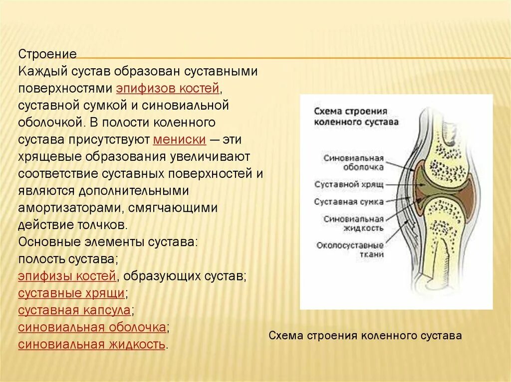 Какие структуры сустава. Анатомия коленного сустава кости. Костная структура коленного сустава. Строение сустава суставной хрящ. Коленный сустав анатомия схема.