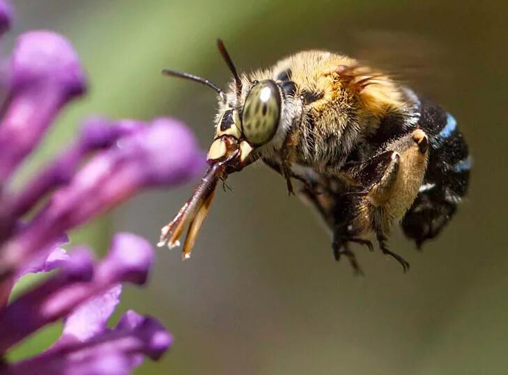 Berkas:Honey bee (Apis mellifera).jpg - Wikipedia bahasa Indonesia, ensiklopedia