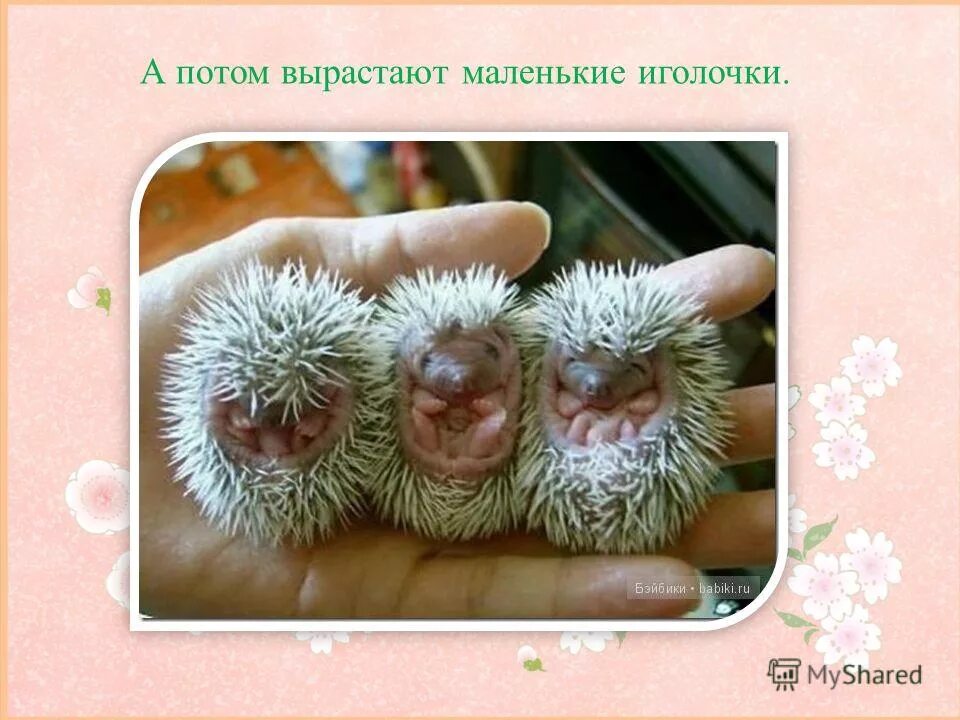 А потом он вырос