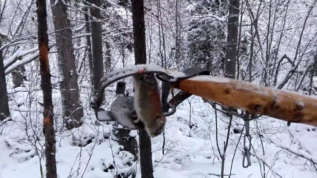 Стрела на соболя