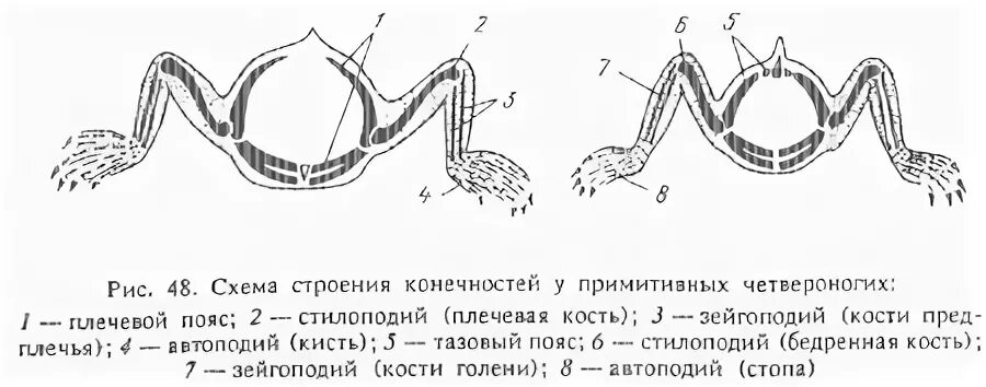 Расположение конечностей у млекопитающих