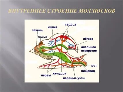 Моллюски особенности строения