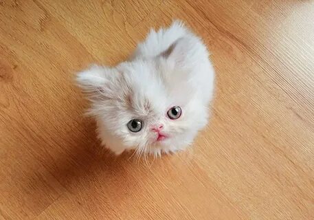 Мини кот