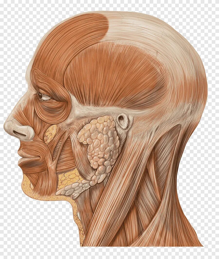 Нос и головной мозг. Musculus procerus. Тройничный нерв анатомия мозг.